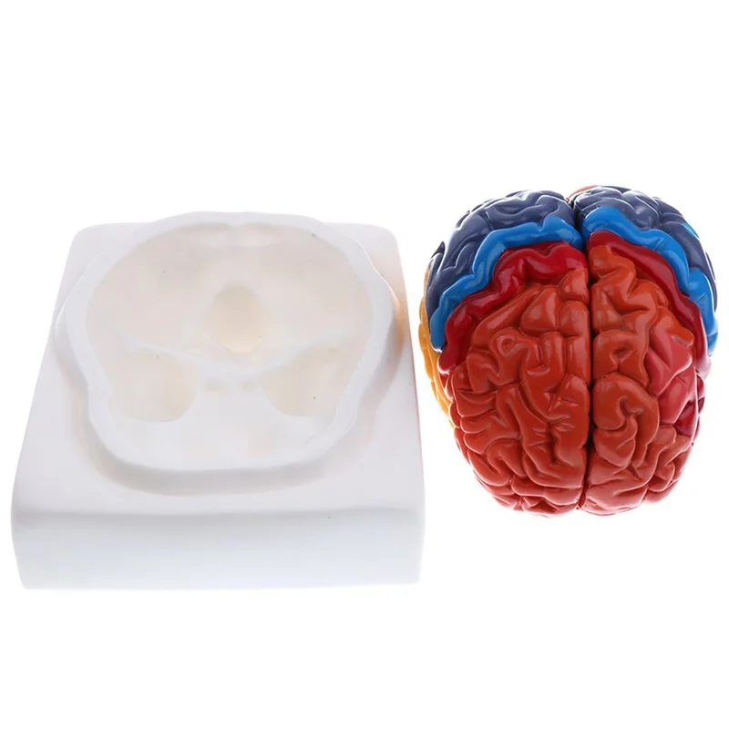 Cuộc Sống Kích Thước Giải Phẫu - đánh giá và giá Medical Lab And Science
