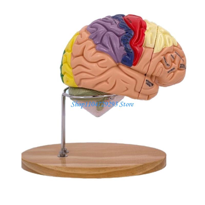 Mô hình giải phẫu não Y2GD Cơ  - đánh giá và giá Medical Lab And Science