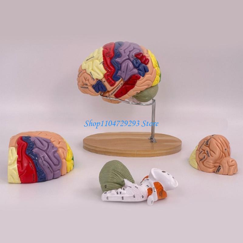 Mô hình giải phẫu não Y2GD Cơ  - đánh giá và giá Medical Lab And Science
