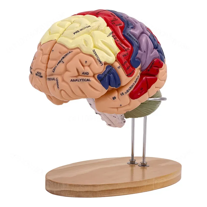 2X Zoom Deluxe Brain Model Ana - đánh giá và giá Medical Lab And Science