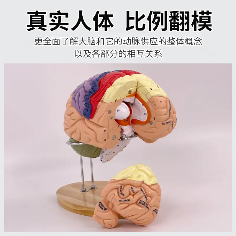 2X Zoom Deluxe Brain Model Ana - đánh giá và giá Medical Lab And Science