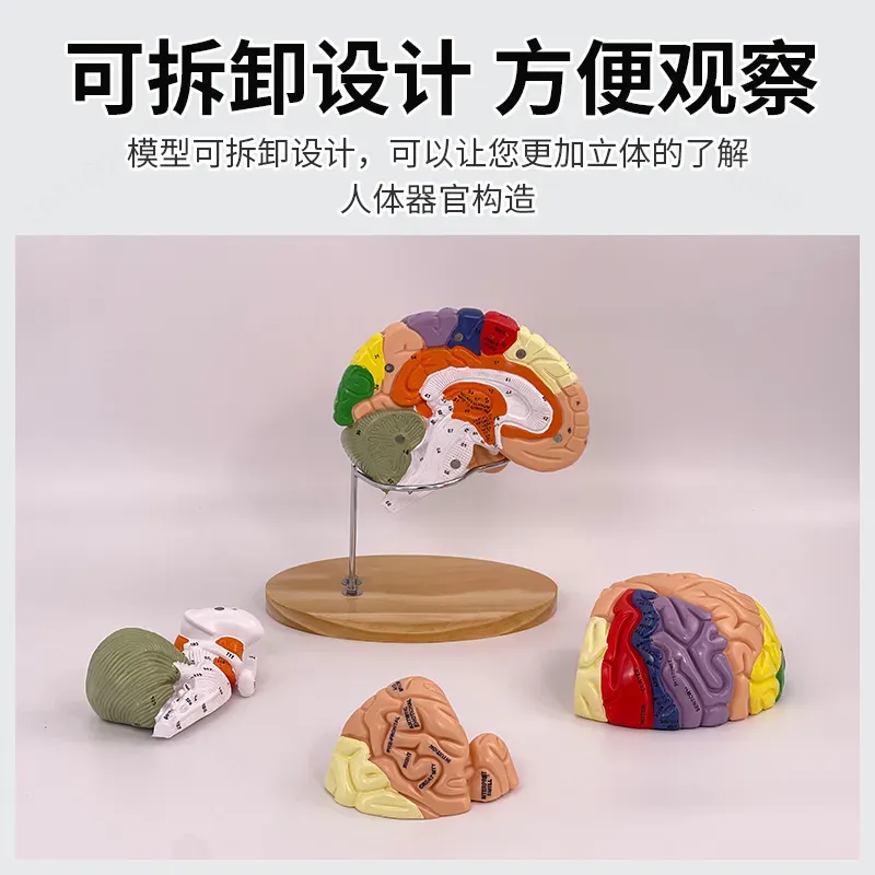 2X Zoom Deluxe Brain Model Ana - đánh giá và giá Medical Lab And Science