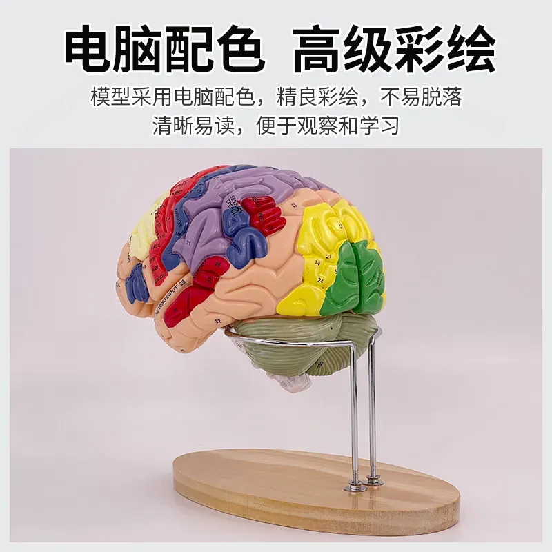 2X Zoom Deluxe Brain Model Ana - đánh giá và giá Medical Lab And Science