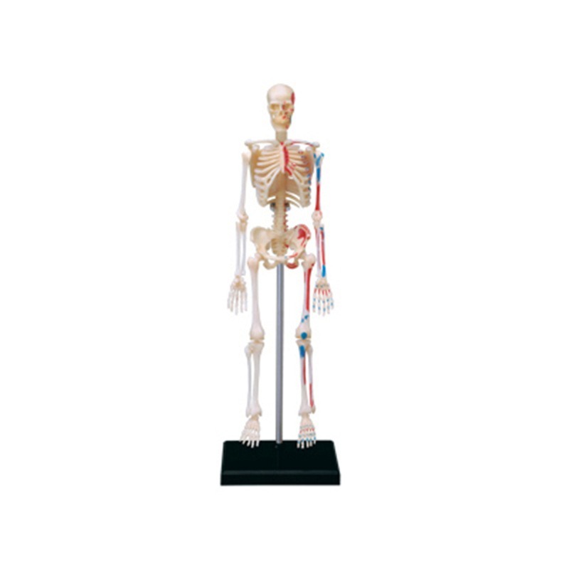 4D Master Human Skeleton Anato - đánh giá và giá Medical Lab And Science